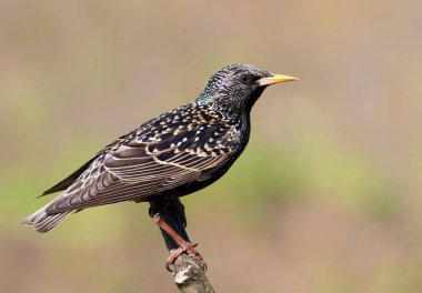 Hadi sığırcık, Sturnus vulgaris. Bir kuş pürüzsüz bir arka planda bir dala oturur.