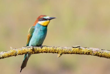 Avrupalı arı yiyici, merops apiaster. Bulanık bir arka planda güzel bir dalda oturan bir kuş.