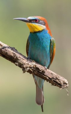 Avrupalı arı yiyici, merops apiaster. Bir kuş pürüzsüz bir arka planda bir dala oturur.