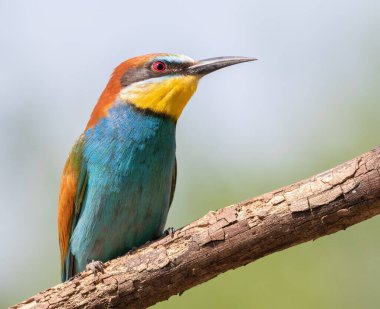 Avrupalı arı yiyici, merops apiaster. Sabahın ilk ışıklarıyla kuşun güzel yakın çekimi