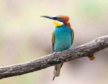 Avrupalı arı yiyici, merops apiaster. Güzel bir kuş kalın bir dala oturur.