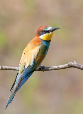 Avrupalı arı yiyici, merops apiaster. Güzel bir kuş bir dala oturur.