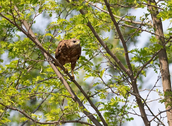 Common Buzzard Buteo Buteo Bird Sits Tree Looks Intently Distance — Stock Photo, Image