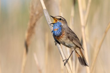 Bluethroat, Luscinia svecica. Sabahın erken saatlerinde nehir kıyısındaki bir sazlıkta oturan bir kuş ötüyor.