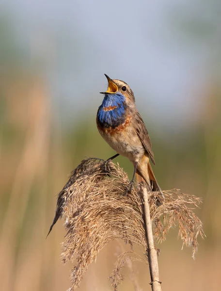 Bluethroat Luscinia Svecica 鳥が早朝に歌い 川岸の葦の上に座っている — ストック写真
