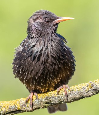 Hadi sığırcık, Sturnus vulgaris. Bir kuş güzel bir dala oturur.