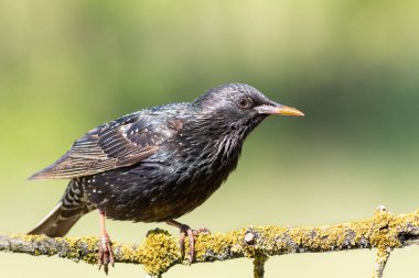 Hadi sığırcık, Sturnus vulgaris. Bir kuş güzel bir dala oturur.
