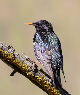 Hadi sığırcık, Sturnus vulgaris. Bir kuş güzel bir dala oturur.
