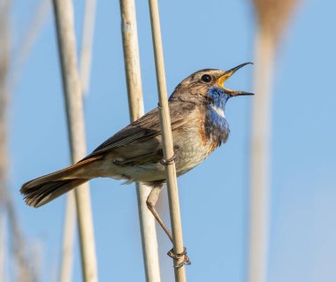 Bluethroat, Luscinia svecica. Sabahın erken saatlerinde nehir kıyısındaki bir sazlıkta oturan bir kuş ötüyor.