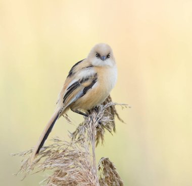 Sakallı reedling, Panurus biarmicus. Genç bir dişi kuş nehir kıyısında bir kamışın üzerinde oturur.