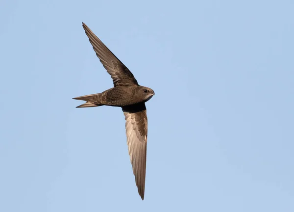Common Swift Apus Apus Bird Flies Blue Sky — Stock Photo, Image