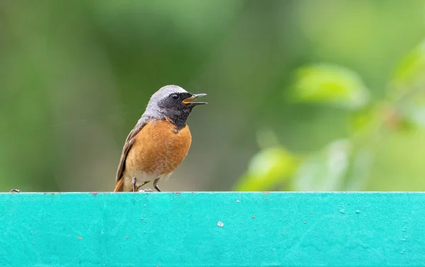 Common Redstart Phoenicurus Phoenicurus Bird Sits Garden Fence Sings — Stock Photo, Image