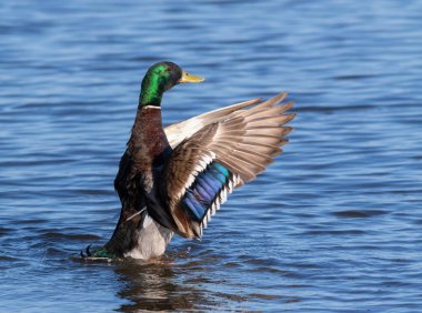 Mallard, Anas platyrhynchos. Erkek, kanatlarını açarak nehirde yüzer.