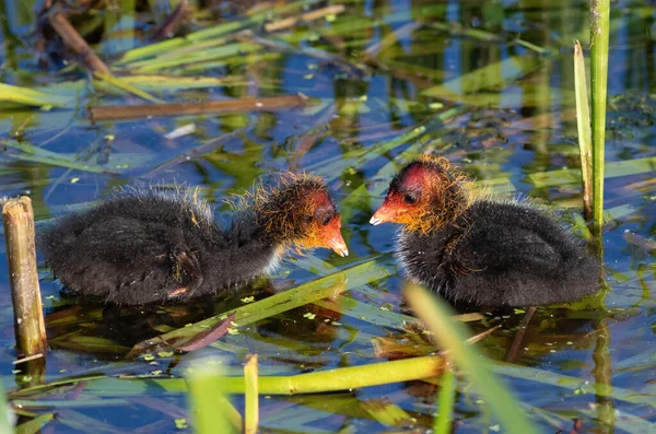 欧亚椰子 富丽卡 两只小鸡在河边游来游去 等着妈妈喂它们 — 图库照片