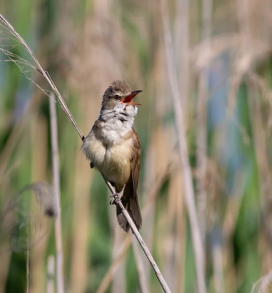 Great Reed Warbler Acrocephalus Arundinaceus Bird Sits Top Reed Sings — Fotografia de Stock
