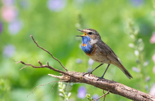 Bluethroat Sings Sitting Root Tree Background Flowering Meadow — Stock Photo, Image
