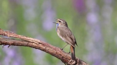 Bluethroat, Luscinia svecica. Çiçekli bir çayırdaki bir dalda öten bir kuş.