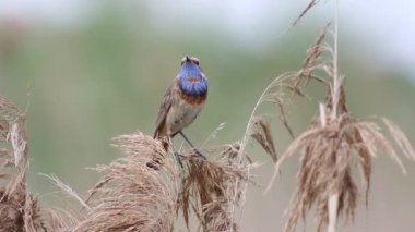 Bluethroat, Luscinia svecica. Sazlığın tepesinden bir kuş ötüyor