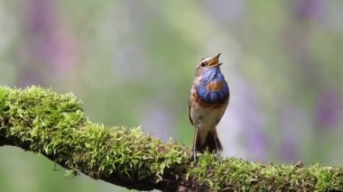 Bluethroat, Luscinia svecica. Şarkı söyleyen bir kuş güzel bir dala oturur.