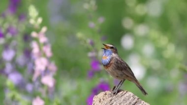 Bir Bluethroat kütüğe oturur ve şarkı söyler. Arka planda çiçek açan bir çayır var..