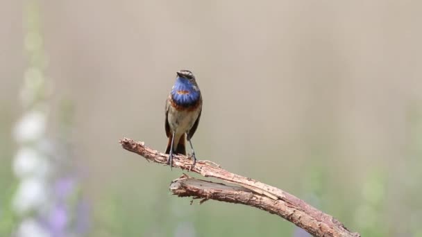 Niebieskie Gardło Luscinia Svecica Ptak Śpiewa Siedząc Złamanej Gałęzi Tle — Wideo stockowe