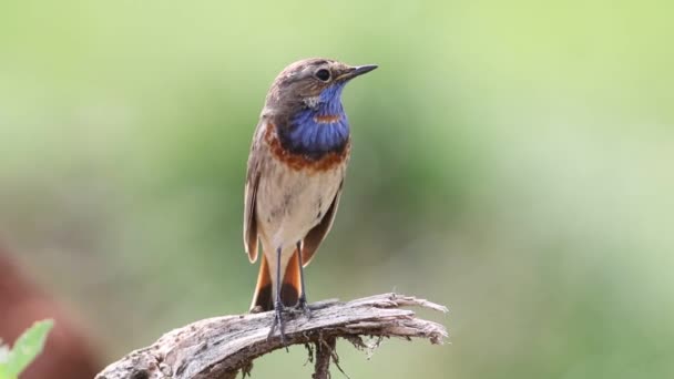 Bluethroat Luscinia Svecica 鳥の歌 美しい背景のクローズアップ — ストック動画
