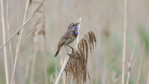 Bluethroat Luscinia Svecica 川のほとりの葦の茎に鳥が鳴く — ストック動画