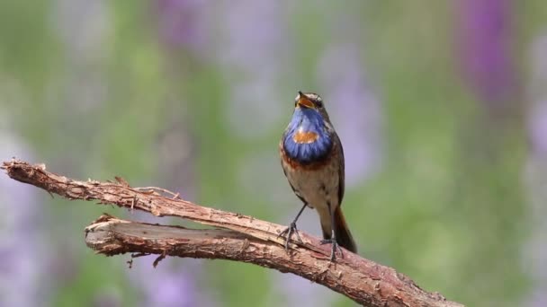 Bluethroat Luscinia Svecica Bird Sings Branch Blooming Meadow — Stock Video
