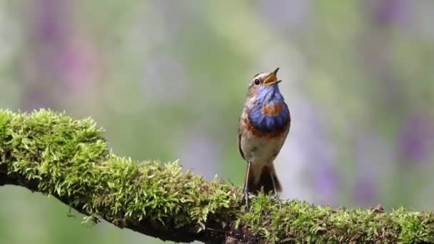 Bluethroat Luscinia Svecica Pássaro Cantando Senta Belo Ramo — Vídeo de Stock
