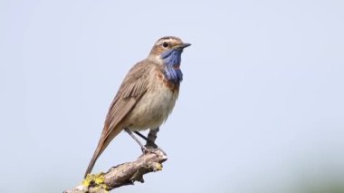 Bir Bluethroat tüylerini fırçalar ve şarkı söyler, gökyüzüne karşı bir dalda oturarak