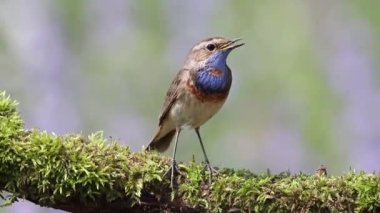 Bir Bluethroat güzel bir dala oturur ve şarkı söyler