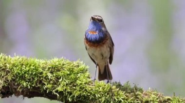 Bir Bluethroat bir dala oturur ve şarkı söyler, güzel bulanık bir arka plan