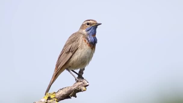 ブルースロートは羽や歌を磨き空に向かって枝に座り — ストック動画