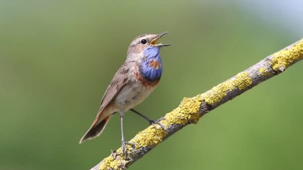 Garganta Azul Luscinia Svecica Pájaro Sienta Una Hermosa Rama Canta — Vídeos de Stock