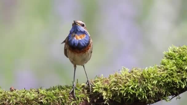 Garganta Azul Luscinia Svecica Pájaro Sienta Una Hermosa Rama Canta — Vídeos de Stock