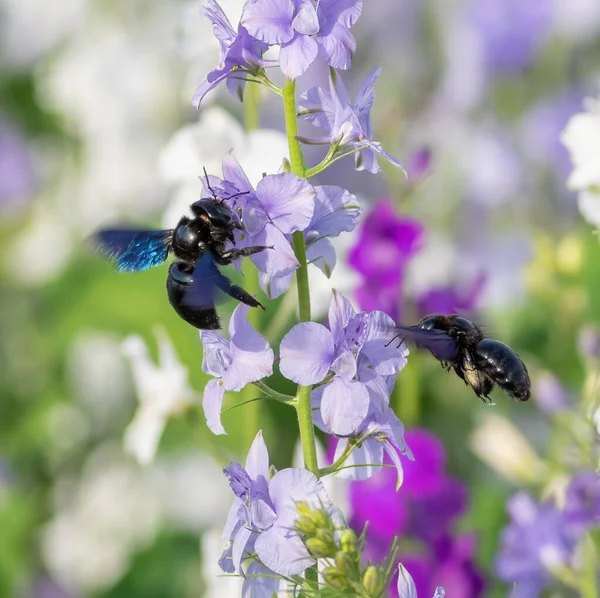 Xylocopa valga, Carpenter bee. Çiçeklere iki böcek oturur.