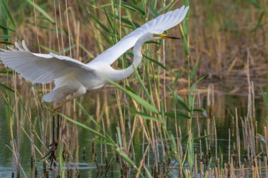 Büyük balıkçıl, Ardea Alba. Bir kuş nehir kıyısında yürürken avlanır.