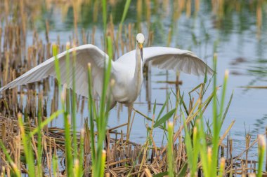 Büyük balıkçıl, Ardea Alba. Bir kuş nehir kıyısında yürürken avlanır.