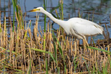 Büyük balıkçıl, Ardea Alba. Bir kuş nehir kıyısında yürürken avlanır.