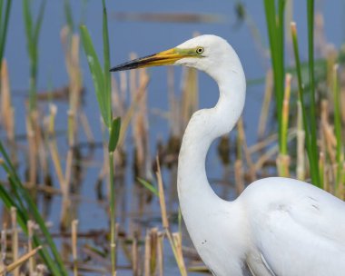 Büyük balıkçıl, Ardea Alba. Bir kuş nehir kıyısında yürürken avlanır.