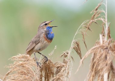 Bluethroat, Luscinia svecica. Şarkı söyleyen bir kuş sazlığın üstünde oturur.