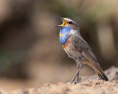 Bluethroat, Luscinia svecica. Şarkı söyleyen bir kuş yerde oturur.