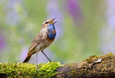 Bluethroat, Luscinia svecica. Şarkı söyleyen bir kuş güzel bir dala oturur.