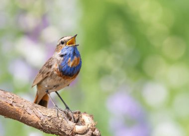 Bluethroat, Luscinia svecica. Şarkı söyleyen bir kuş güzel bir dala oturur.