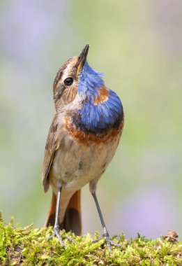 Bluethroat, Luscinia svecica. Kuş yukarı bakar.