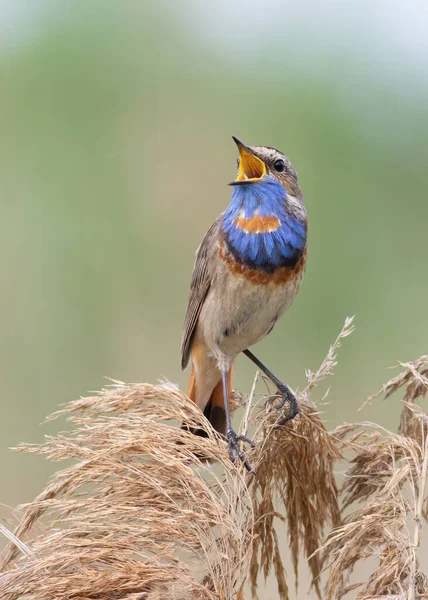 Блакитний Козел Лусинці Співаючий Птах Сидить Тростині — стокове фото