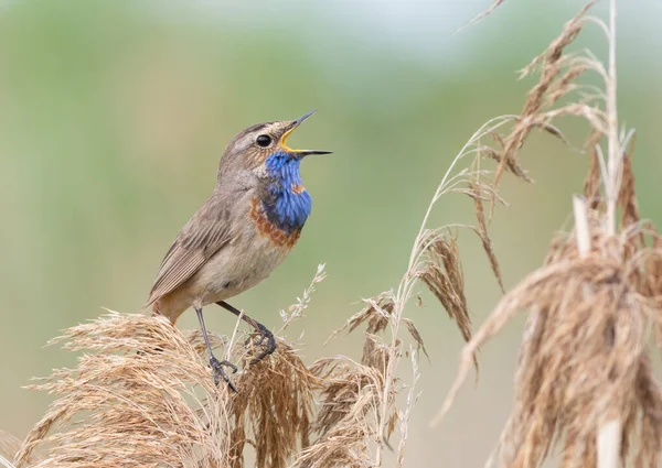 Bluethroat Luscinia Svecica Şarkı Söyleyen Bir Kuş Sazlığın Üstünde Oturur — Stok fotoğraf