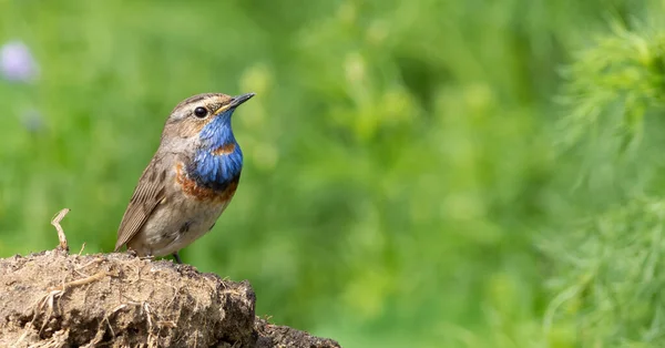 Блакитний Козел Лусинці Птах Сидить Пні Красивому Зеленому Тлі — стокове фото