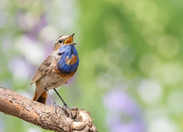 Bluethroat Luscinia Svecica 美しい枝に鳥が座っている — ストック写真