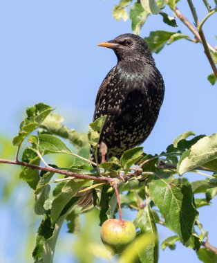 Hadi sığırcık, Sturnus vulgaris. Bir kuş mavi bir arka planda bir elma dalında oturur.